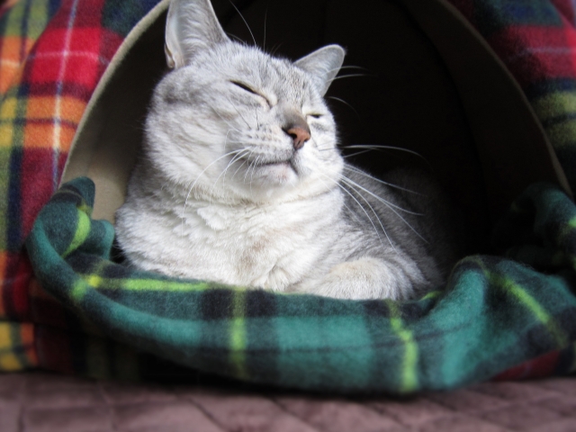 猫の寒さ対策 冬場の暖房 お部屋対策やグッズ 猫の人生